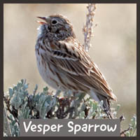 Vesper Sparrow